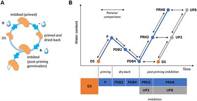 Changes in Medicago truncatula seed proteome along the rehydration–dehydration cycle highlight new players in the genotoxic stress response